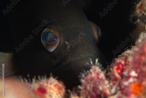 Black Grouper Fish. Lahos, with shrimp on it. Close-up photo of grouper fish. Grouper fish under the rock. Antalya, Türkiye. photo