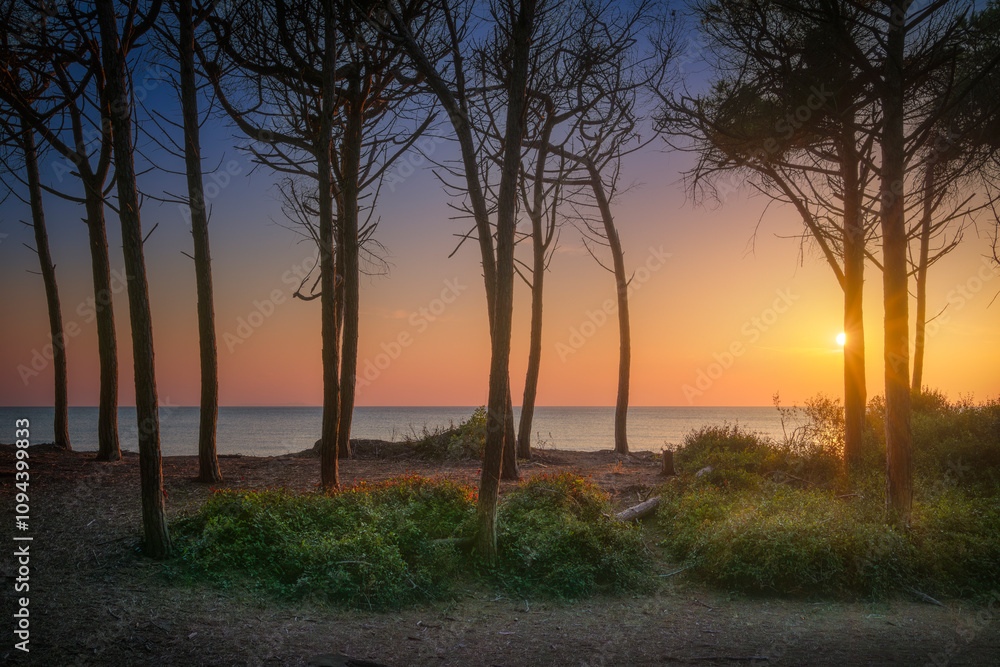 Stone pine trees, beach and sea at sunset in Marina di Cecina, Tuscany, Italy Stone pine trees, beach and sea at sunset in Marina di Cecina, Tuscany, Italy