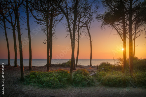 Stone pine trees, beach and sea at sunset in Marina di Cecina, Tuscany, Italy