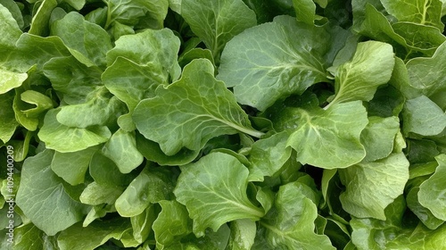 Fresh green lettuce rests on a smooth white surface, highlighting the crisp leaves and natural texture in rich detail