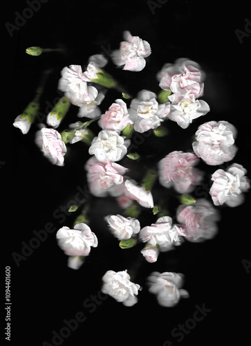 Pink carnation or clove pink vertical scan background. Scanned blooming spring flower bouquet. Glitchy abstract strongly distorted plant. Colourful botanical photocopy with scanner noise effect.