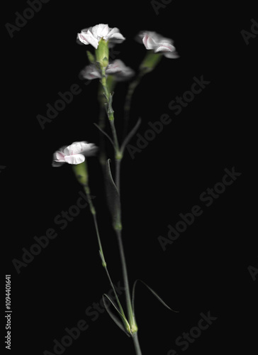 Pink carnation or clove pink vertical scan background. Scanned blooming spring flower. Glitchy abstract strongly distorted plant. Colourful botanical photocopy with scanner noise effect.