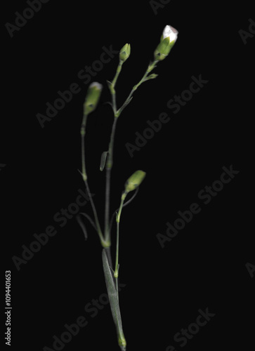 Pink carnation or clove pink vertical scan background. Scanned blooming spring flower. Glitchy abstract strongly distorted plant. Colourful botanical photocopy with scanner noise effect.