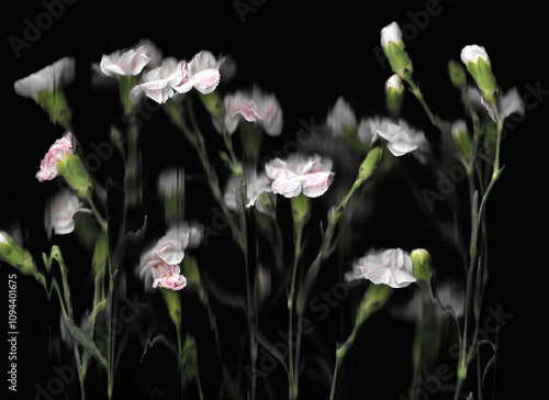 Pink carnation or clove pink vertical scan background. Scanned blooming spring flower bouquet. Glitchy abstract strongly distorted plant. Colourful botanical photocopy with scanner noise effect.