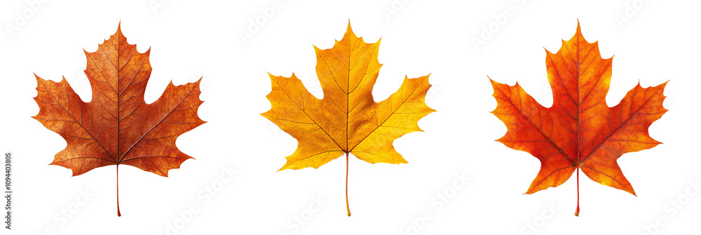 Fototapeta premium Autumn Leaves Isolated on Clear Background