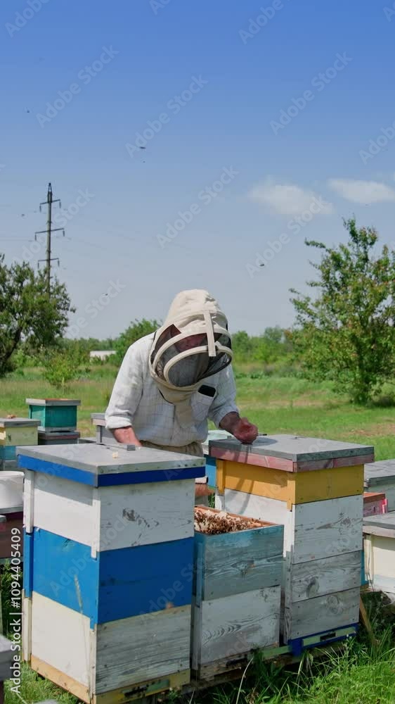 Apiarist working near wooden beehives. Bees flying and carrying honey on the apiary. Bee master in protective hat among hives. Apiculture concept. Vertical video Apiarist working near wooden beehives. Bees flying and carrying honey on the apiary. Bee master in protective hat among hives. Apiculture concept. Vertical video