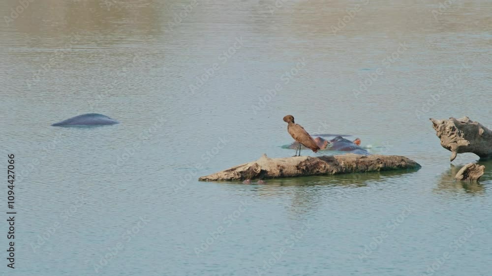 Hippo and Hamerkop bird share a waterhole in Kruger National Park, South Africa, calm wildlife moment Hippo and Hamerkop bird share a waterhole in Kruger National Park, South Africa, calm wildlife moment