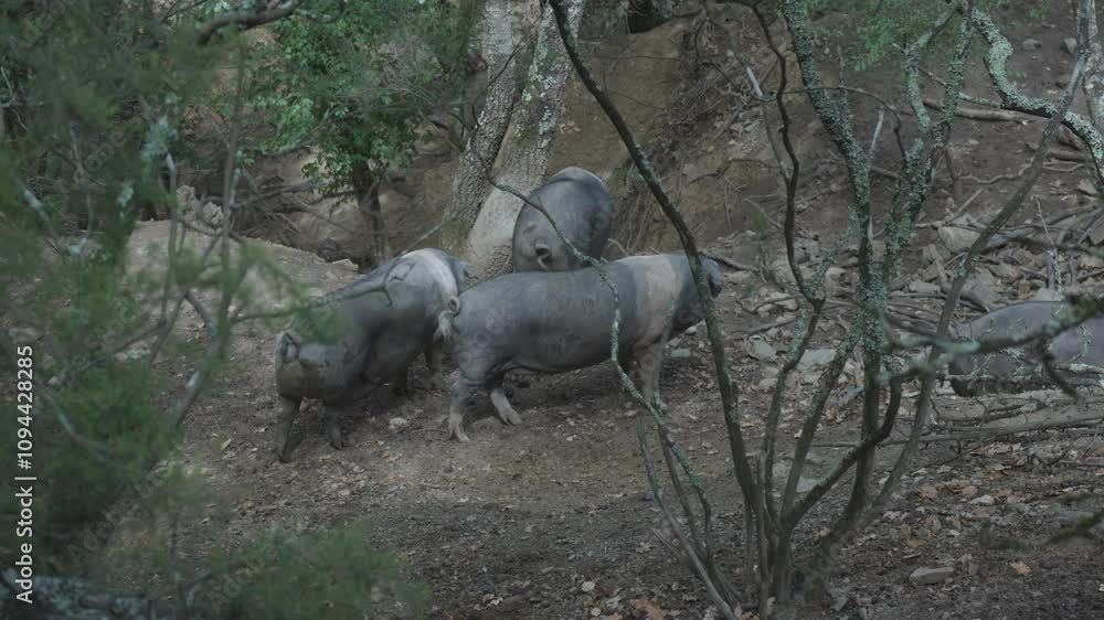 traditional Cinta Senese pig herd blending into vegetation while passing traditional Cinta Senese pig herd blending into vegetation while passing