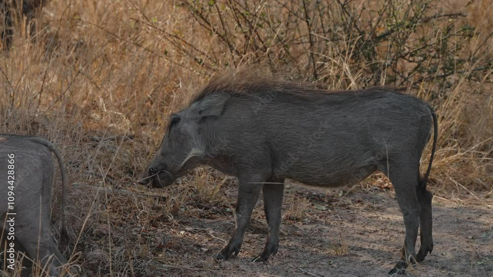 Warthog feeding on dry grasses in Kruger National Park, South Africa, full body side view Warthog feeding on dry grasses in Kruger National Park, South Africa, full body side view