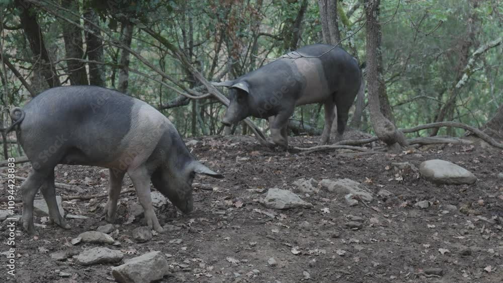 cinta senese pig calmly walking in forest look for food as others move opposite cinta senese pig calmly walking in forest look for food as others move opposite