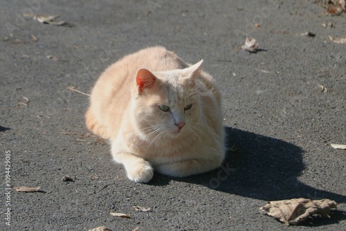 茶トラの猫 photo