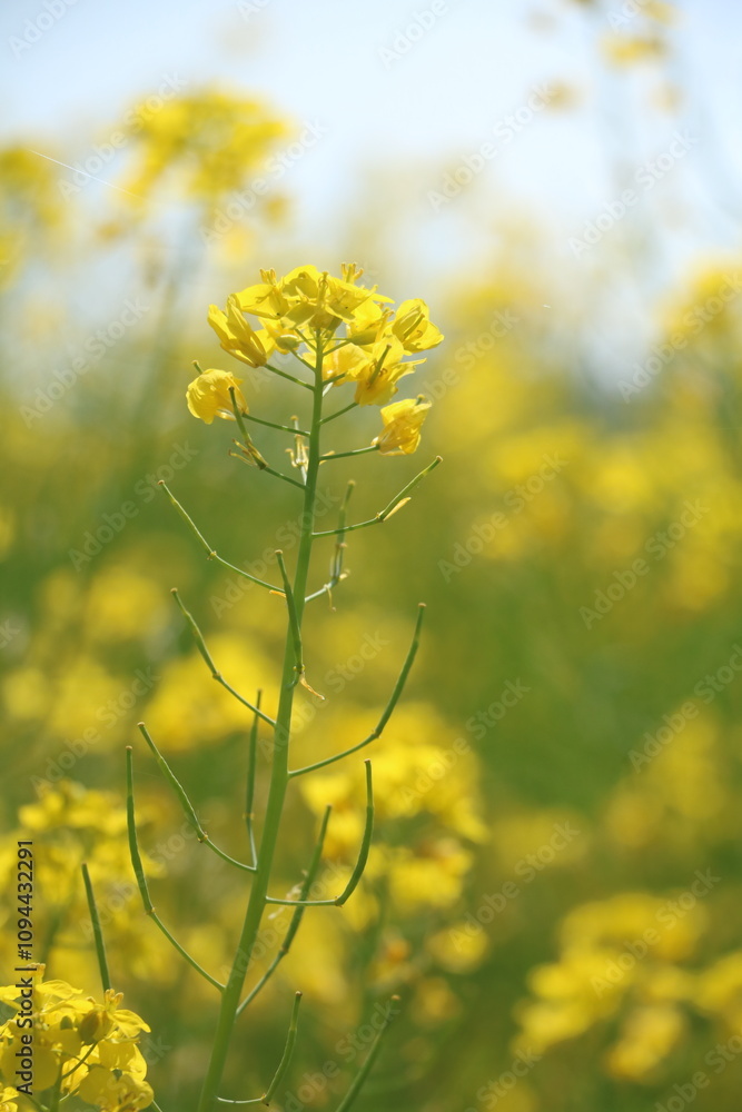 Obraz premium 菜の花