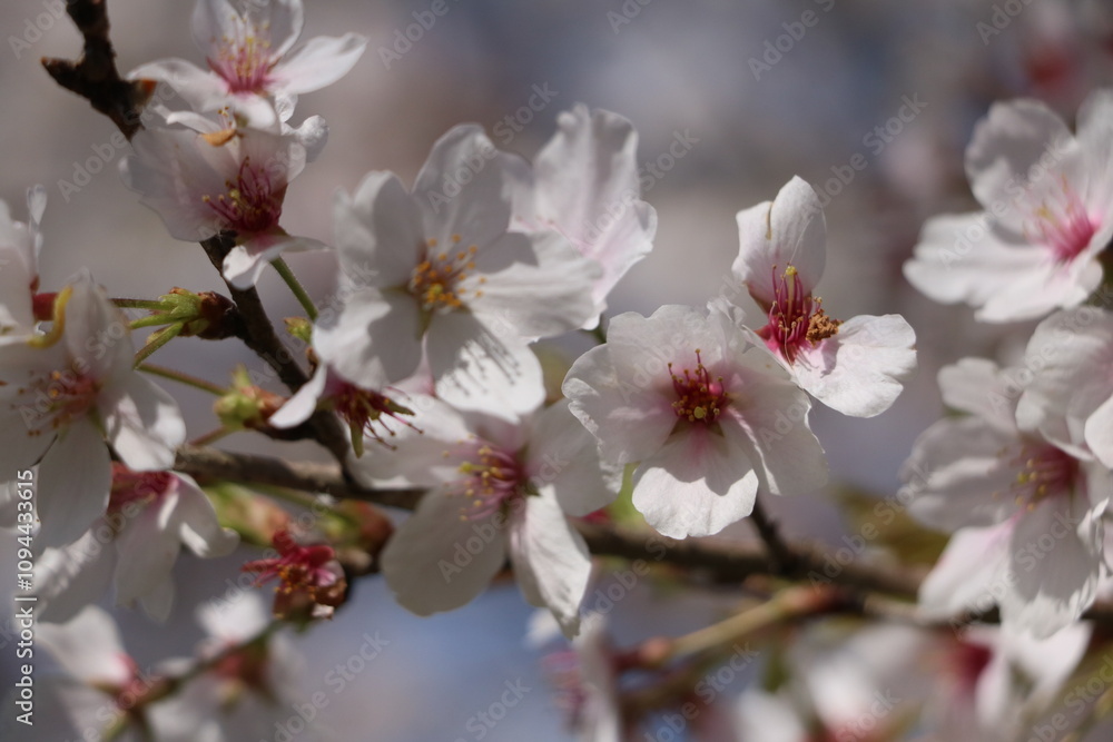 桜 桜