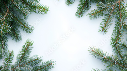 Pine tree branches isolated white background