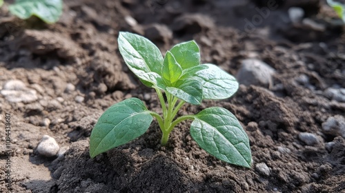 Close-up of a young pepper plant seedling emerging from dark soil.