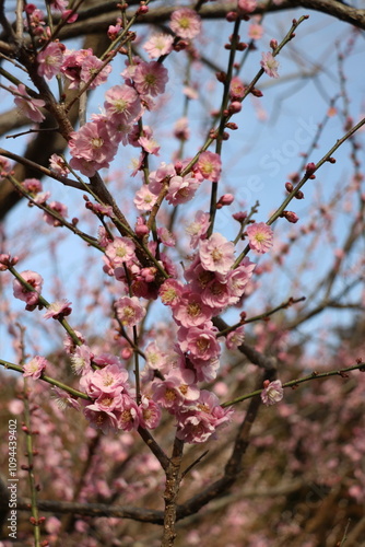 梅の花