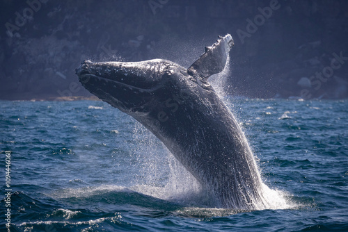 Juvenile humpback whale calf breaches off the Sydney Heads of Sydney, New South Wales, Australia photo