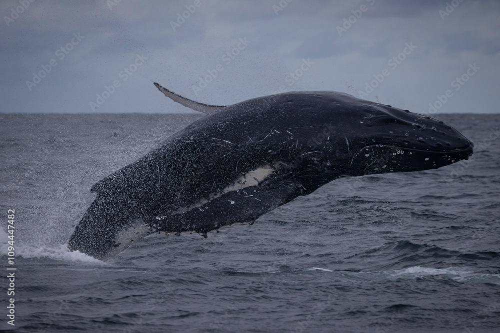 Obraz premium Sub-adult humpback whale landing off Sydney, New South Wales, Australia