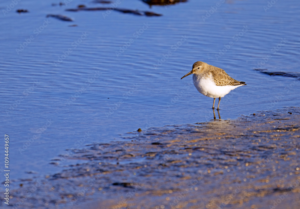 Sandpiper on Bamburgh beach, Northumberland. Sandpiper on Bamburgh beach, Northumberland.