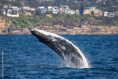 Juvenile humpback whale full breach off the Northern beaches off Sydney, Australia, New South Wales, Australia