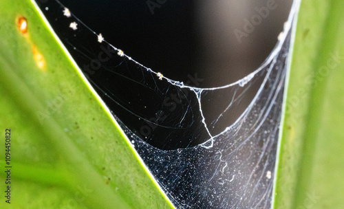 Leaf of a houseplant covered with spider mite web (Tetranychus urticae), pest and mite control photo