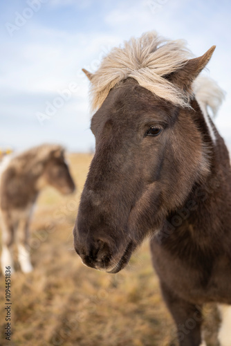 Caballos en campo en islandia