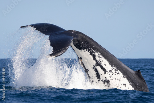 Large Adult humpback whale performs a peduncle/tail throw, Sydney, Australia.