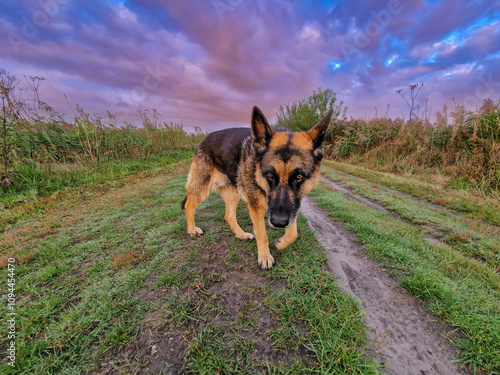 Close Up of a beautiful German Shepherd Dog in the foreground in an atmospheric natural landscape during sunset with beautiful light and warm indigo and yellow colors against the clouds photo