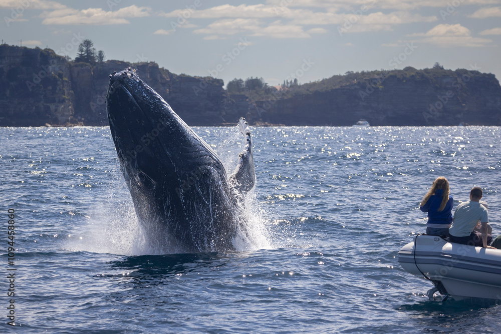 Fototapeta premium Large humpback whale breaches in front of whale watching vessel with whale watchers off Sydney Heads, Sydney, New South Wales, Australia