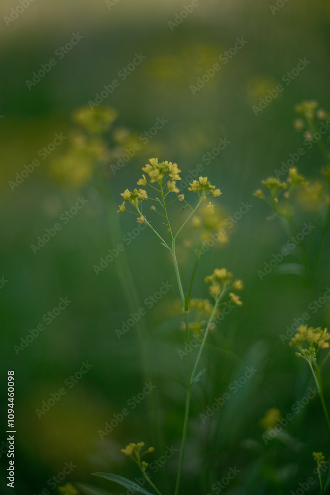 Obraz premium Small yellow flowers in the greenery. One sprig of a yellow flower is in focus, all the others are blurred, the background and foreground are blurred.