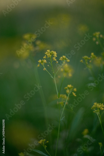 Small yellow flowers in the greenery. One sprig of a yellow flower is in focus, all the others are blurred, the background and foreground are blurred.