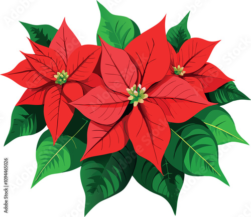 Vibrant red poinsettia flowers creating festive christmas atmosphere