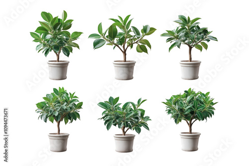 Collection set of rubber trees in pot isolated on white background.