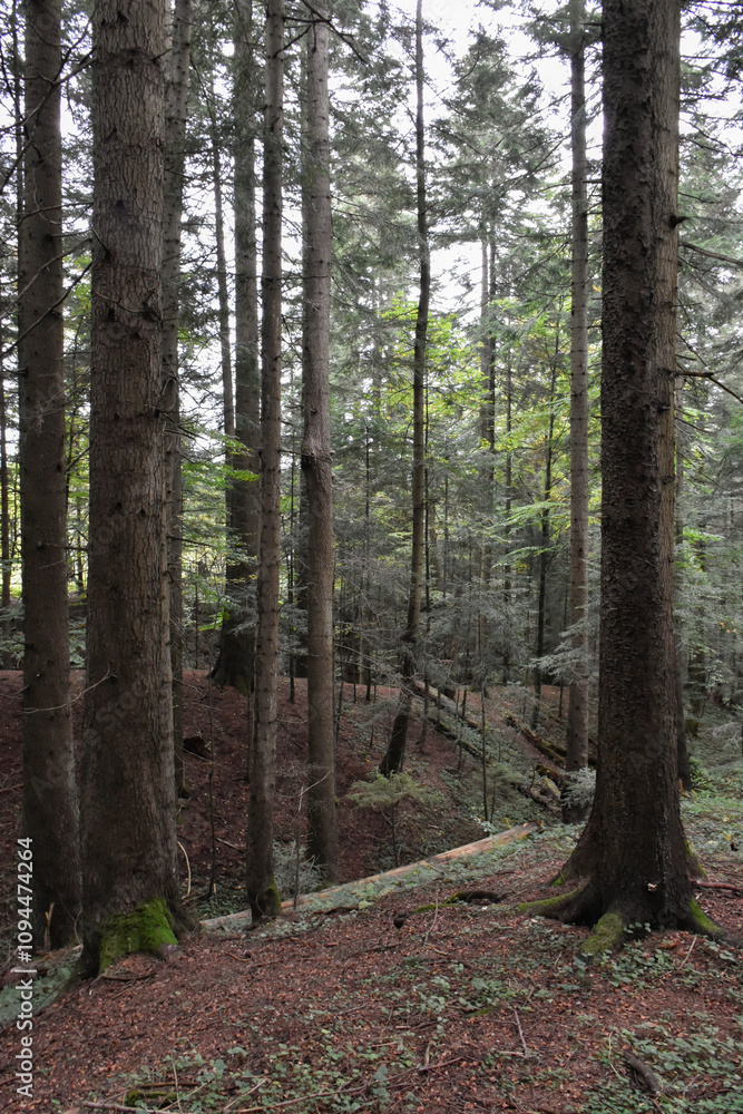 Ukraine, Carpathians. Deep pine forest, large evergreen trees with mossy roots. Wild nature, overcast day. Moody landscape, woodland view. Ukraine, Carpathians. Deep pine forest, large evergreen trees with mossy roots. Wild nature, overcast day. Moody landscape, woodland view.