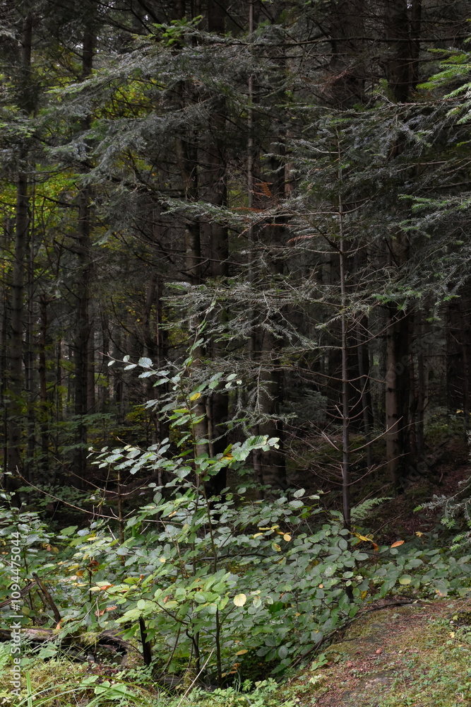 Obraz premium Ukraine, Carpathians. Deep pine forest. Small leafy tree against dark evergreen woods. Wild nature, overcast day. Moody landscape, woodland view.
