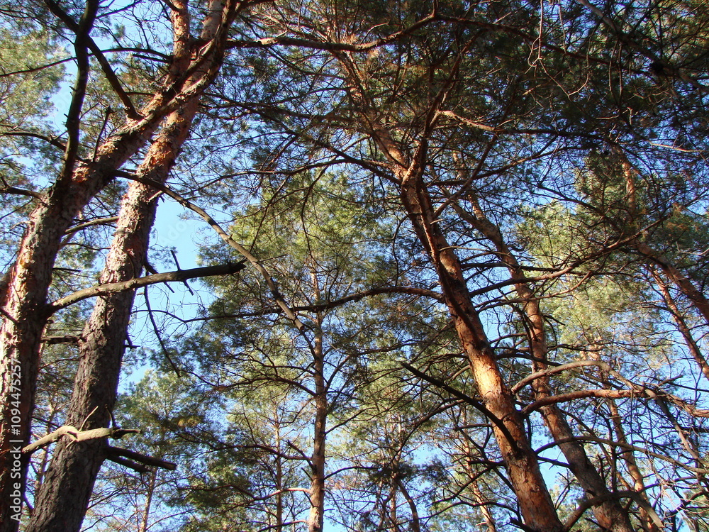 Fototapeta premium View from below of a lush evergreen pine forest under the rays of the bright sun against the background of the blue sky on the horizon.