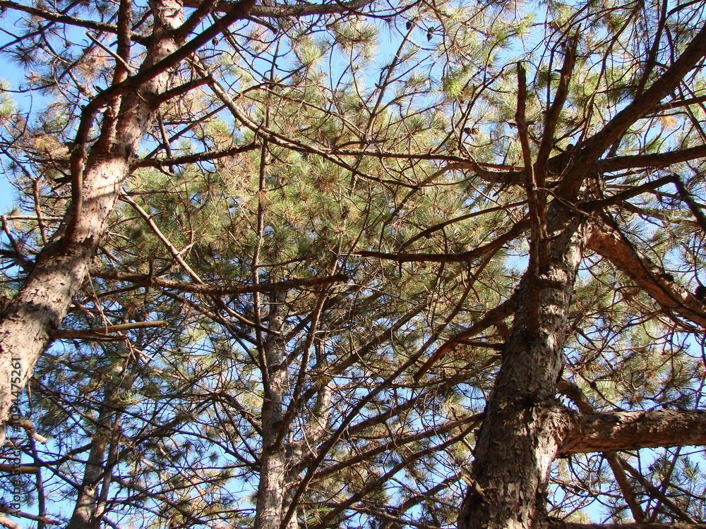 Obraz premium A look up at the tops of tall young pine trees illuminated by the rays of the autumn morning sun against the background of a crystal clear blue sky.