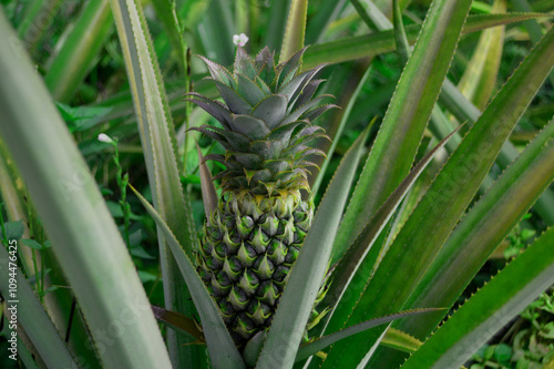 fresh pineapple straight from the garden