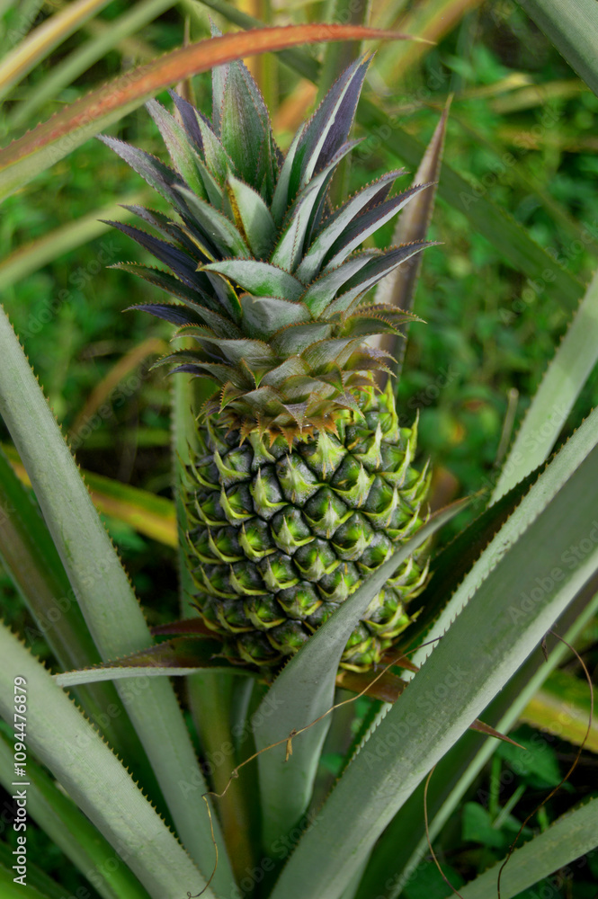 fresh pineapple straight from the garden
