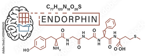 Endorphin poster in a outline style. Happy hormone.