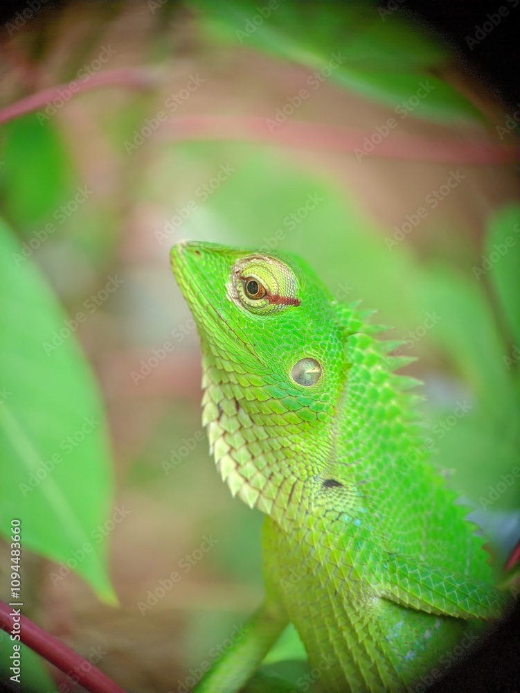 Obraz premium Vibrant Green Lizard Among Foliage