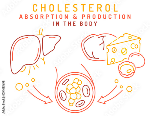 Cholesterol absorption and production in the body.