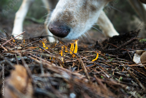 Perro olfateando setas en el bosque