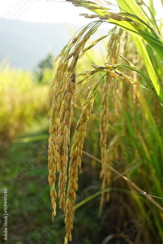 Rice in the sunlight, rice grain in the field, rice in the valley, rice in Thailand , rice plantation in countryside