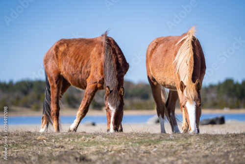 Chestnut and red roan horse on the sandy beach. Estonian native horses (Estonian Klepper) grazing in the coastal meadow. Springtime on the island.