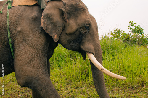 CHITWAN, NEPAL on January 22 20123 The elephants are breed and trained in breeding Centre, photo