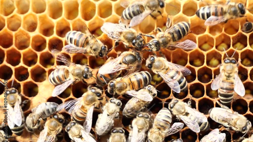 Queen bee lay eggs in the honeycomb.
Bees stimulate the young queen bee to lay eggs.
Queen bee lay eggs in the honeycomb.
Bees stimulate the young queen bee to lay eggs.