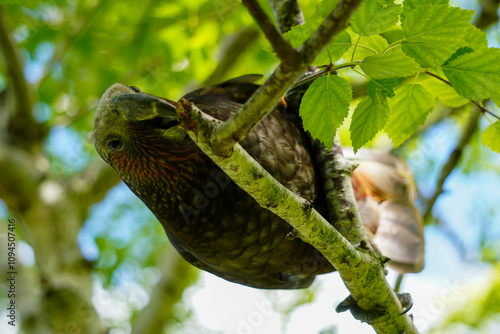 A Kaka bird using it's beak and talons to hold onto a branch close up