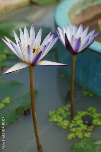 white and purple water lily