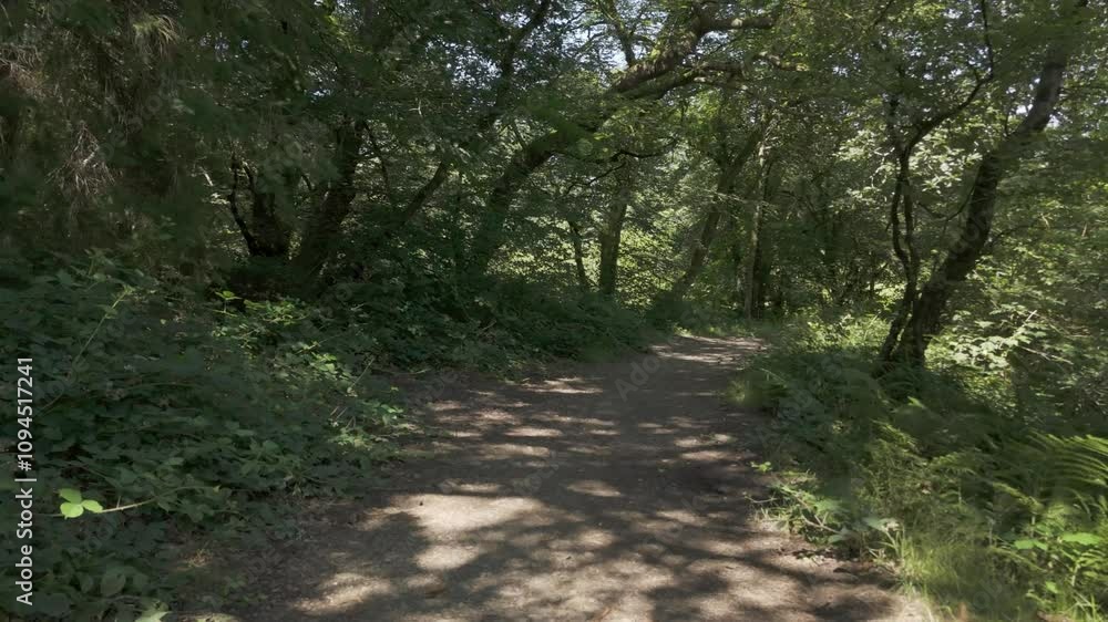 First-person view exploring lush green woodlands in Devon, England, capturing vibrant natural scenery First-person view exploring lush green woodlands in Devon, England, capturing vibrant natural scenery